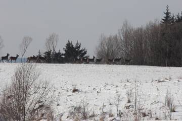 Фото номера Дом с 3 спальнями Дома для отпуска Mazury - Dom przy Cisowym Jarze г. Kowale Oleckie 81